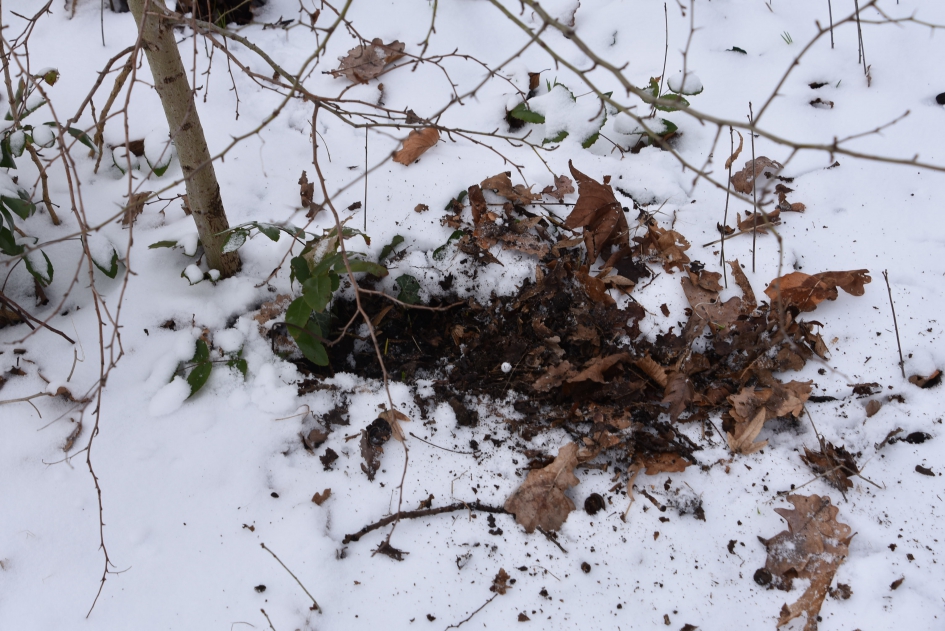 Wat is er gezocht? - Planten - 