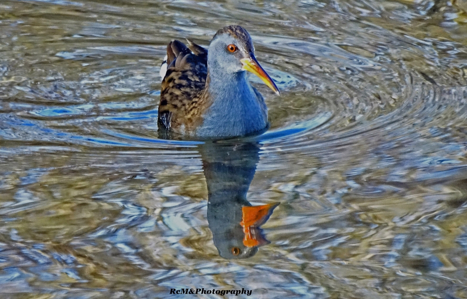 Waterral. - Vogels - Waterral.
