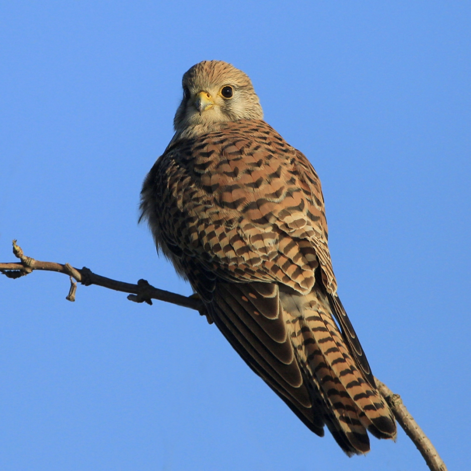 Wikel - Vogels - Torenvalk