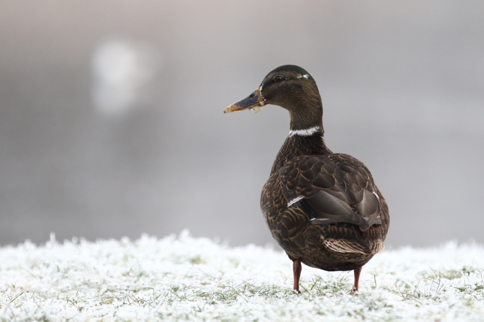 wilde eend -v- - Vogels - wilde eend -v-