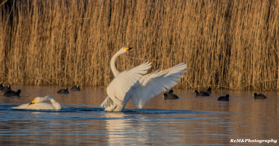 Wilde zwanen. - Vogels - Wilde zwaan.