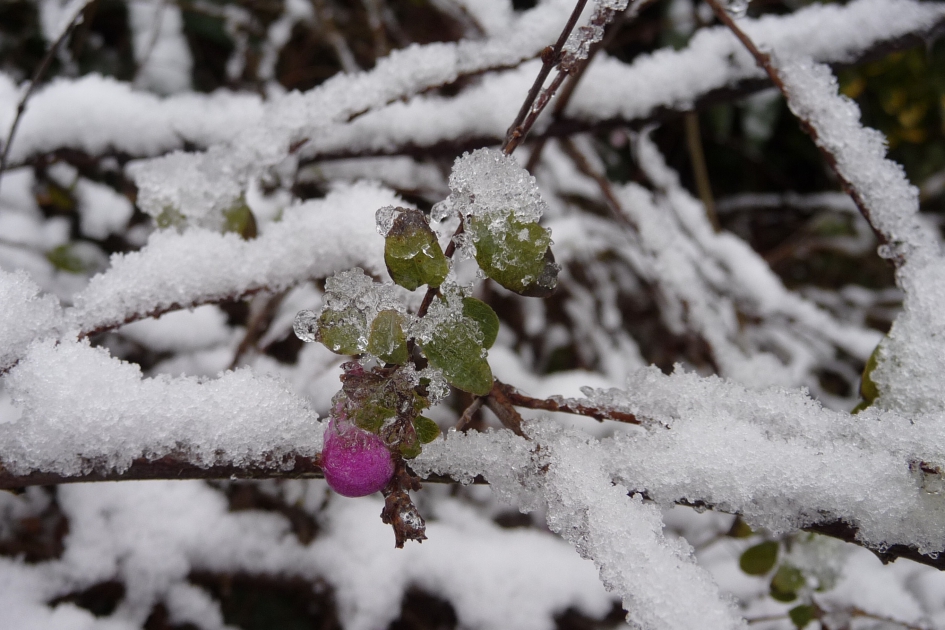 Winter - Planten - 