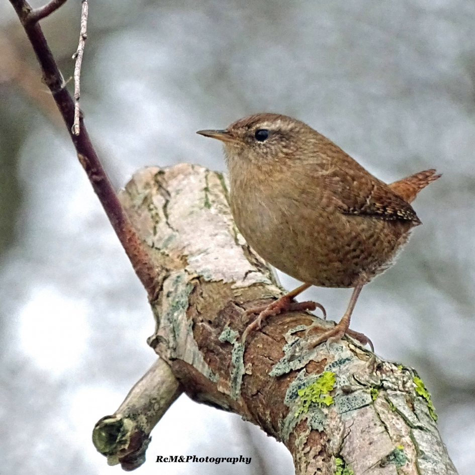 Winterkoninkje. - Vogels - Winterkoninkje.