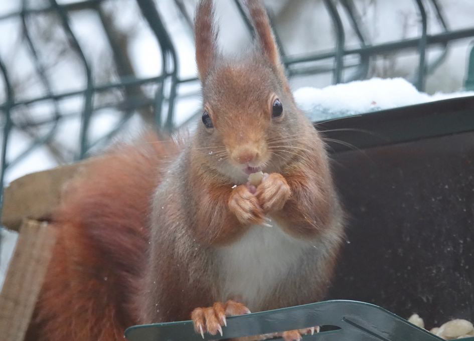 Winterkost - Zoogdieren - Eekhoorn
