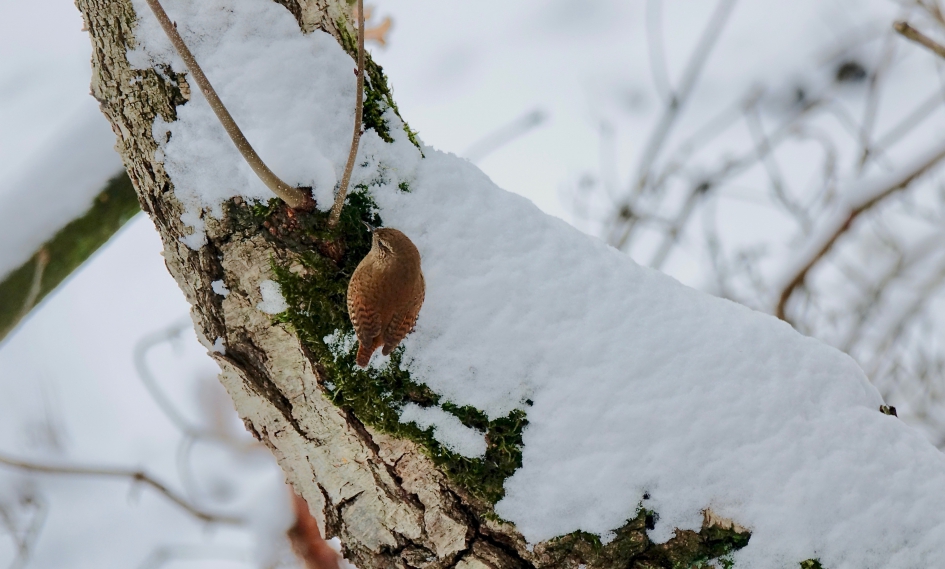 Winters Koninkje - Vogels - Winterkoning