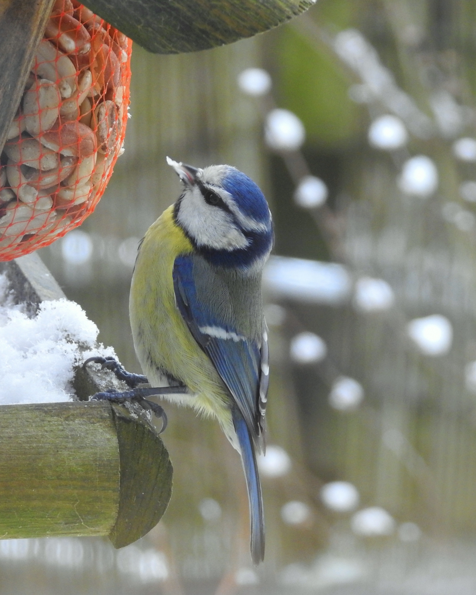 Winters menu - Vogels - Pimpelmees