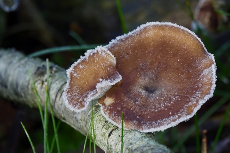 Winterse Winterhoutzwam