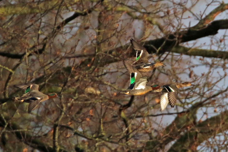 Wintertalingen in vlucht - Vogels - 
