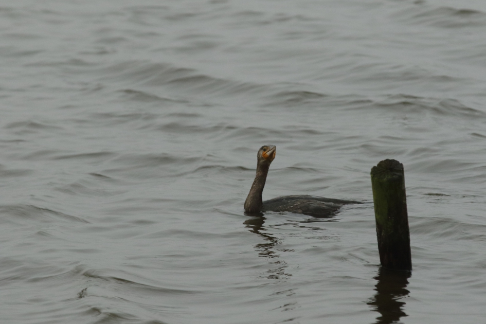 yes, een goede droogplek - Vogels - aalscholver