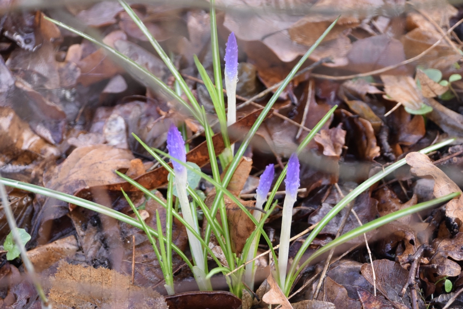 Ze zijn al te vinden - Planten - 