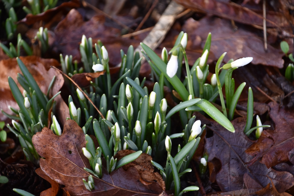 Ze zijn in aantocht - Planten - 
