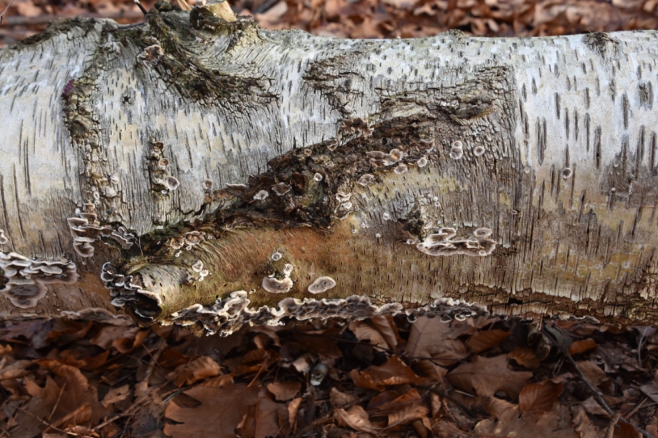 Zwammen op liggende berk - Schimmels - 