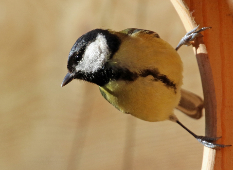 Zo gewoon en zo mooi - Vogels - Koolmees