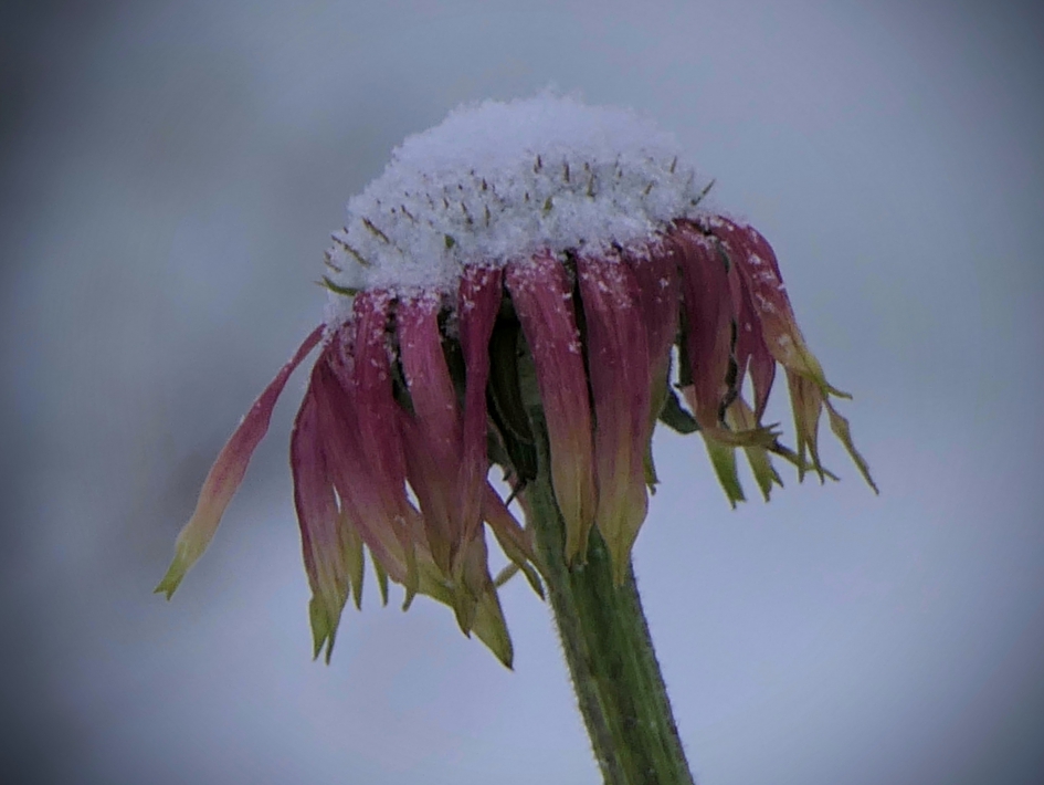 Zonnehoed in de sneeuw. - Planten - Zonnehoed