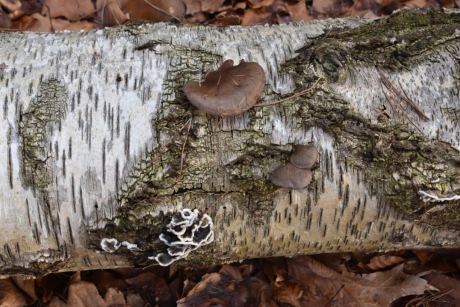 Veel te zien op deze liggende berk