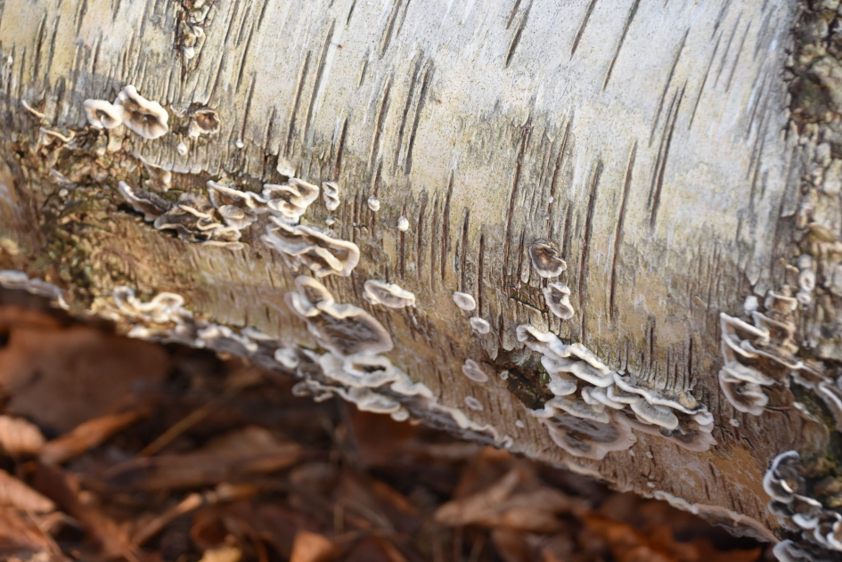 Zwammetjes op berk - Schimmels - 