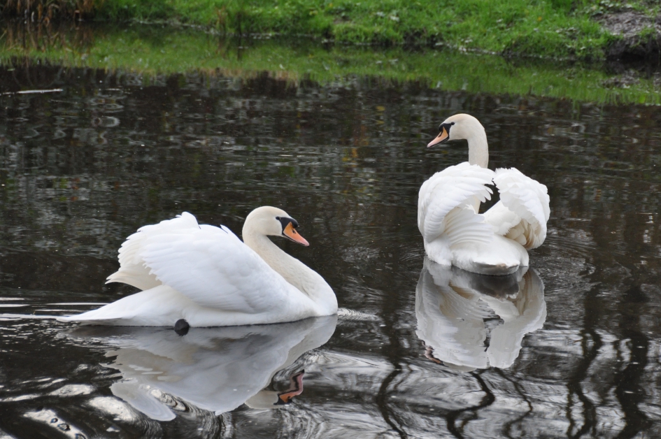 Zwanen - Vogels - 