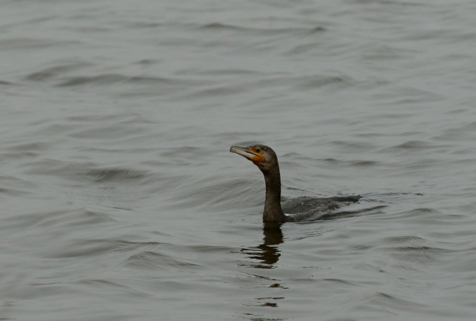 aalscholver - Vogels - aalscholver