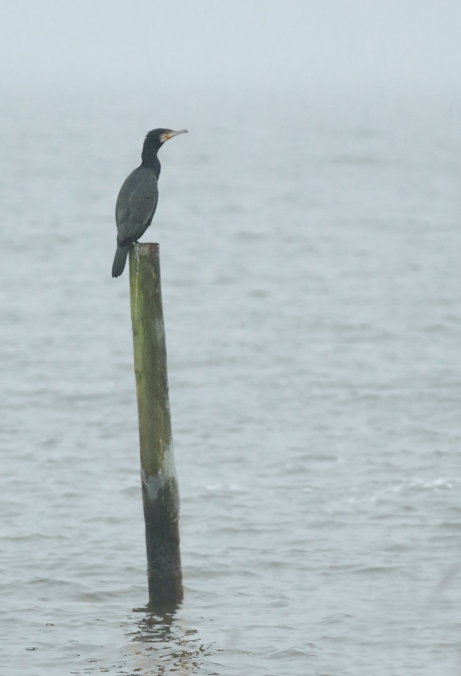 aalscholver - Vogels - aalscholver