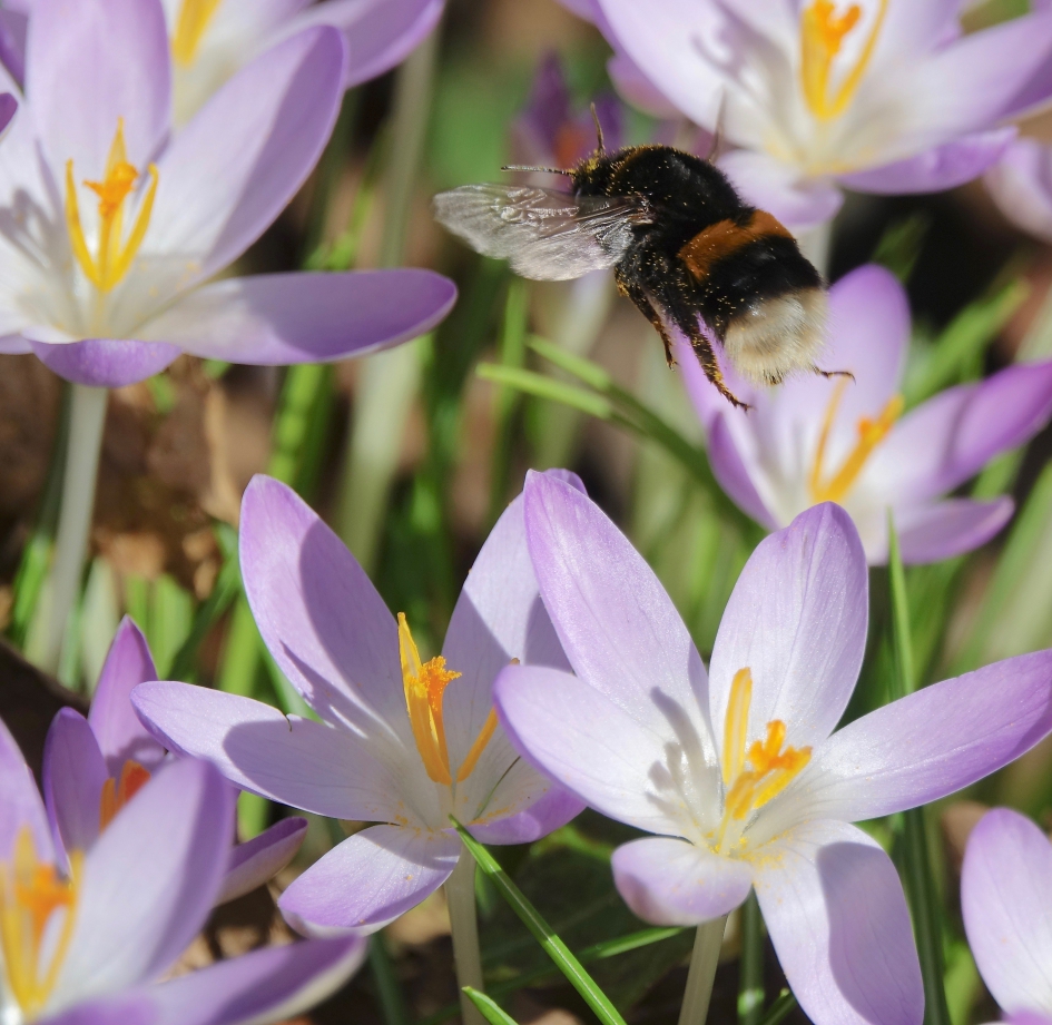 Aardhommel - Geleedpotigen - 