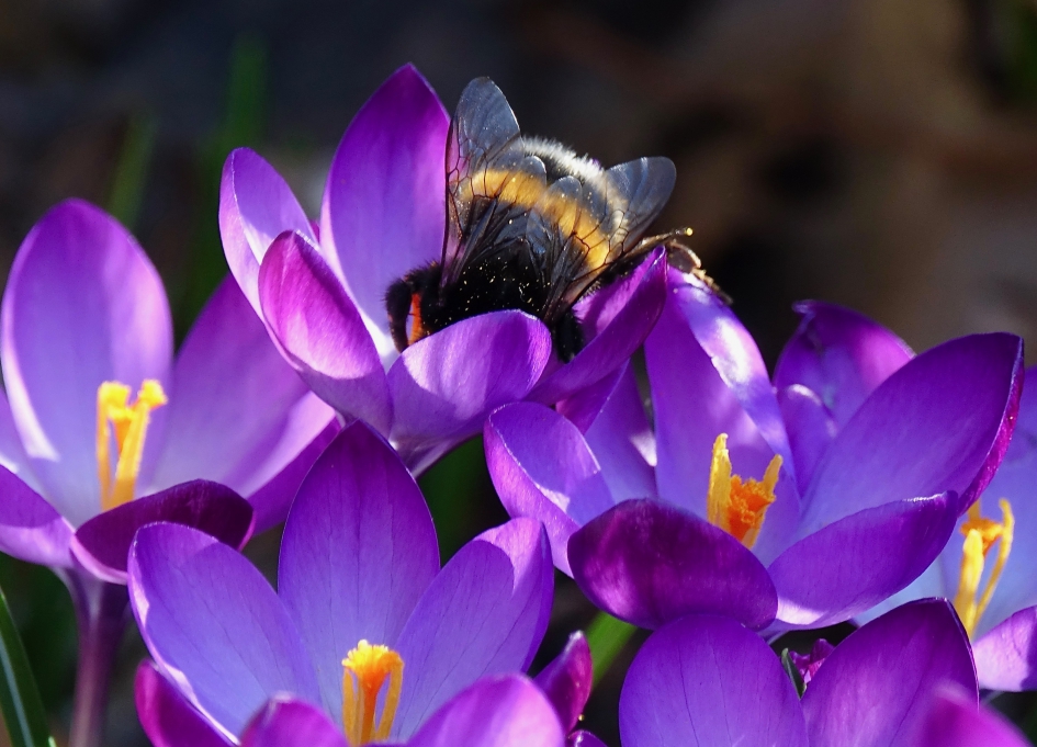 Aardhommelkoningin duikt in krokus - Geleedpotigen - Aardhommel