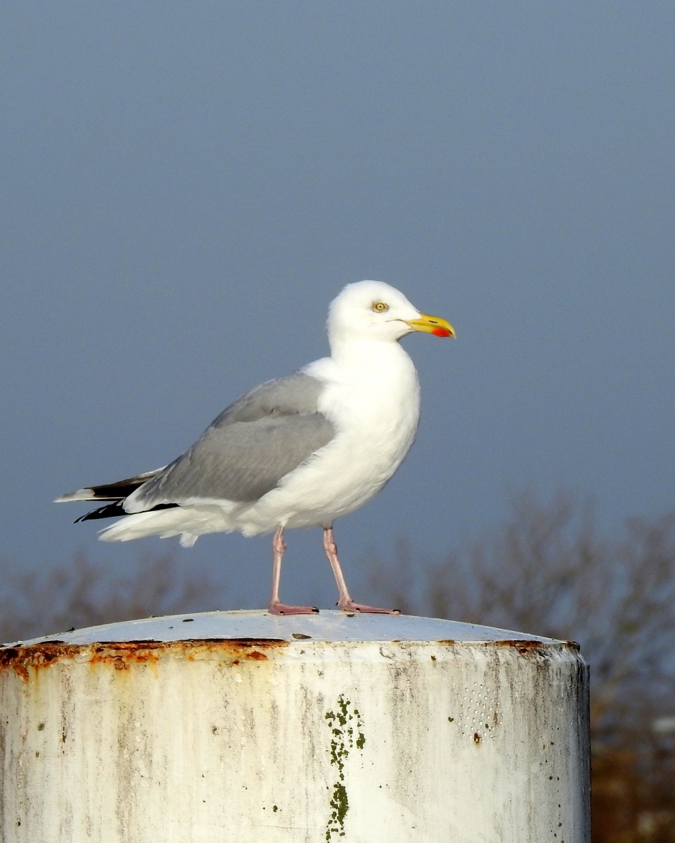 Alleseter - Vogels - Zilvermeeuw