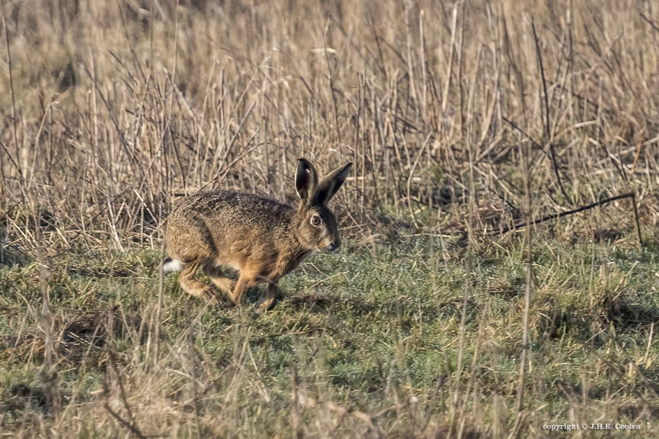 Als een..... - Zoogdieren - Haas