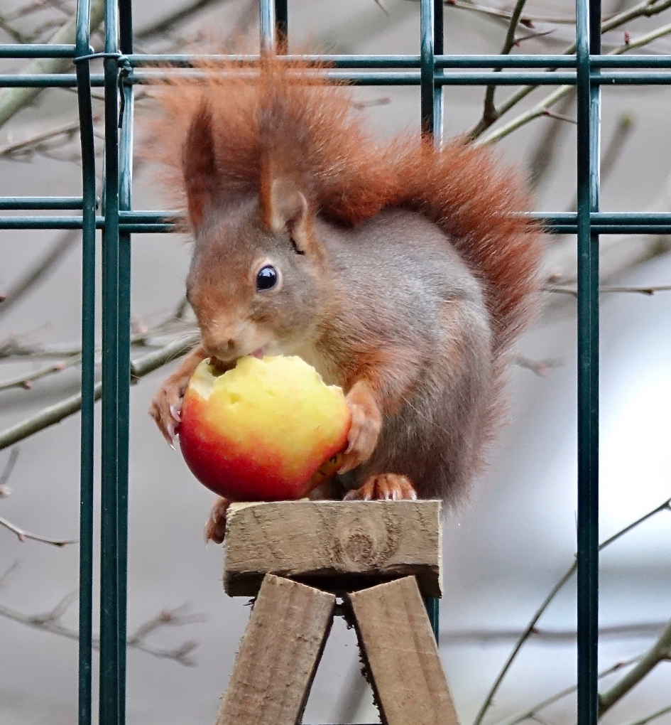 Appeldief - Zoogdieren - Eekhoorn