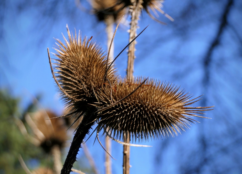 "Auw" - Planten - Kaardebol
