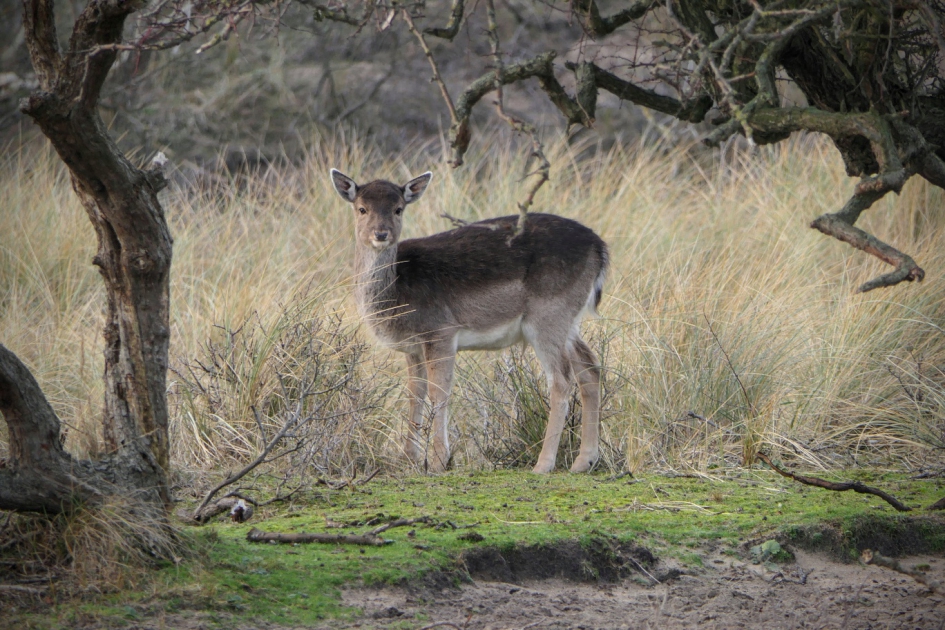 Bambi. - Zoogdieren - Damhert