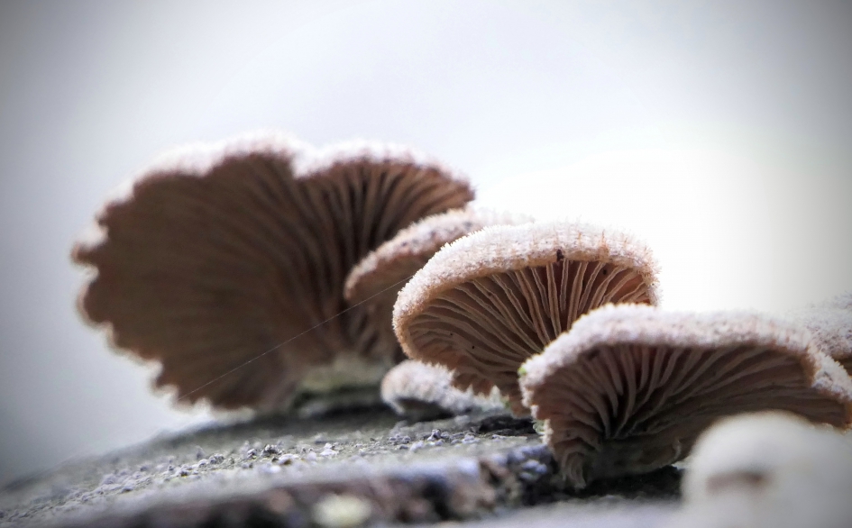 "Beauties" - Schimmels - Waaiers