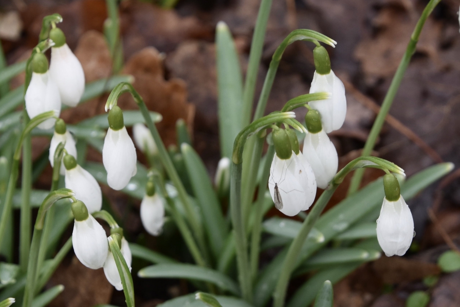 Beestje op bezoek - Planten - 