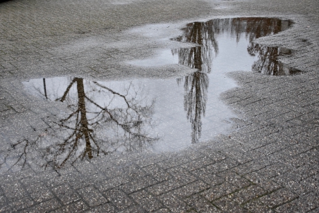 Bomen spiegelen in de plassen na de regen
