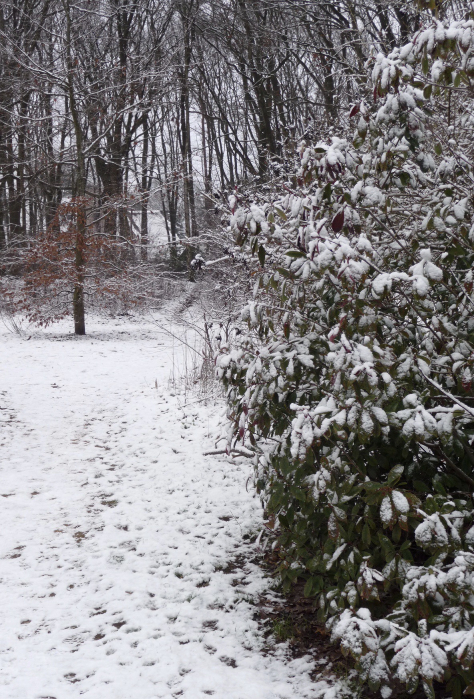 Besneeuwd bospad - Weer en landschap - 