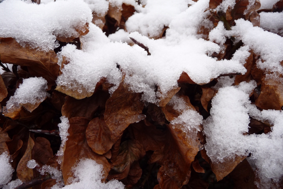 Besneeuwde beukenhaag - Planten - 