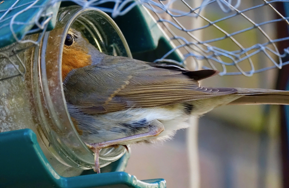 Bespied - Vogels - Roodborst