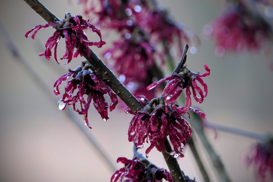 Betoverd - Planten - Toverhazelaar