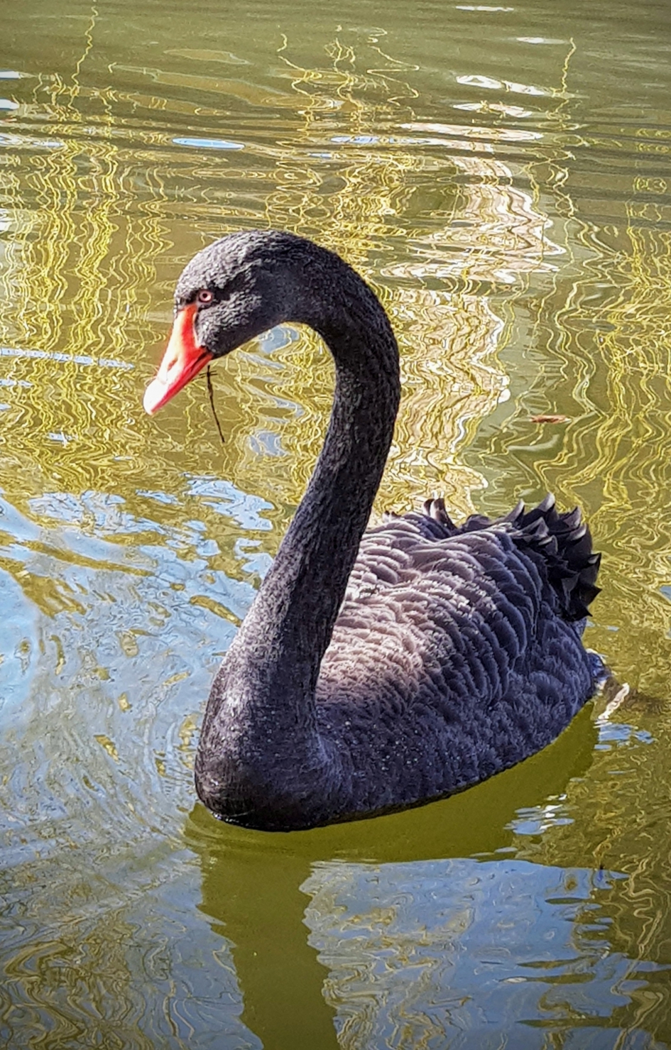 Black beauty - Vogels - Zwarte zwaan