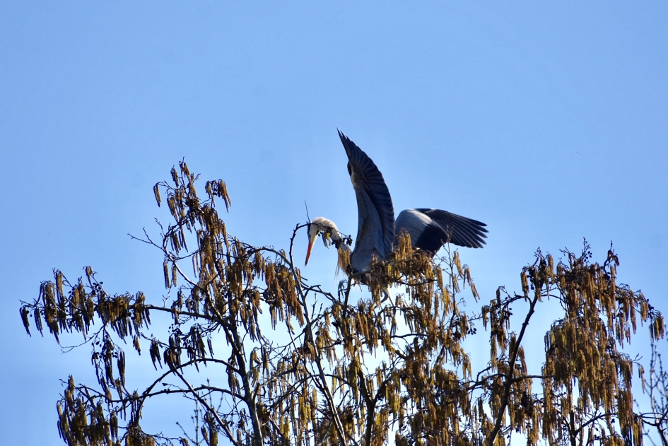 Blauwe reiger 2 - Vogels - 
