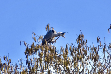 Blauwe reiger 3