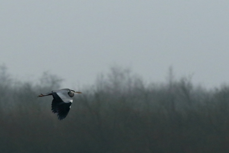 blauwe reiger