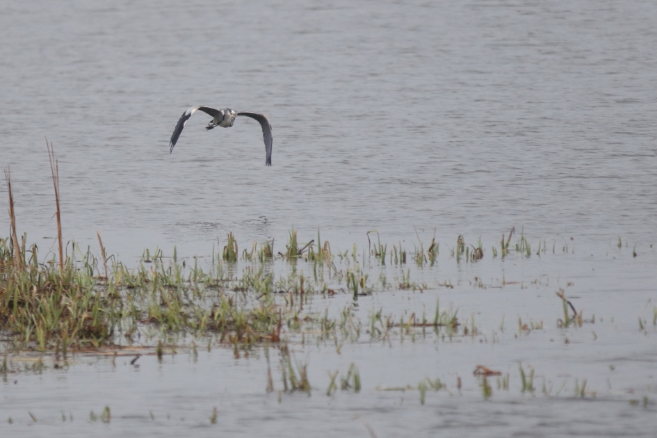 blauwe reiger - Vogels - blauwe reiger