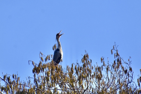 Blauwe reiger