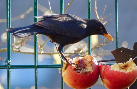 Blij met deze appeleter