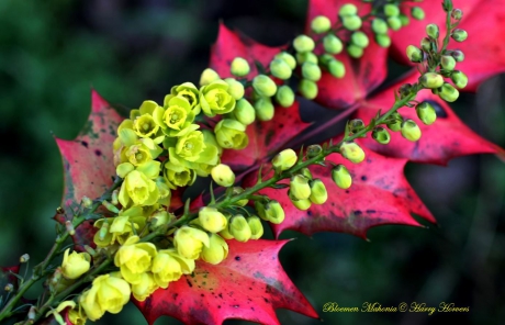 Bloemen Mahonia