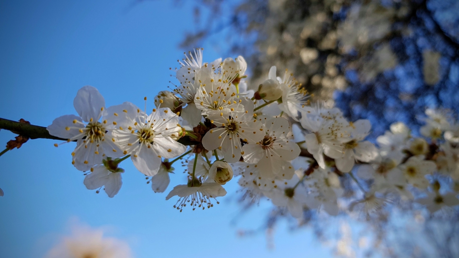 Bloesemboeket. - Planten - Prunus