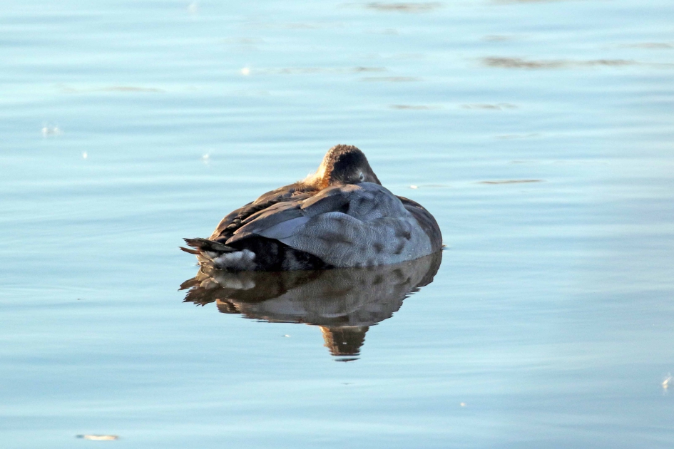 Bolletje tafeleend - Vogels - 