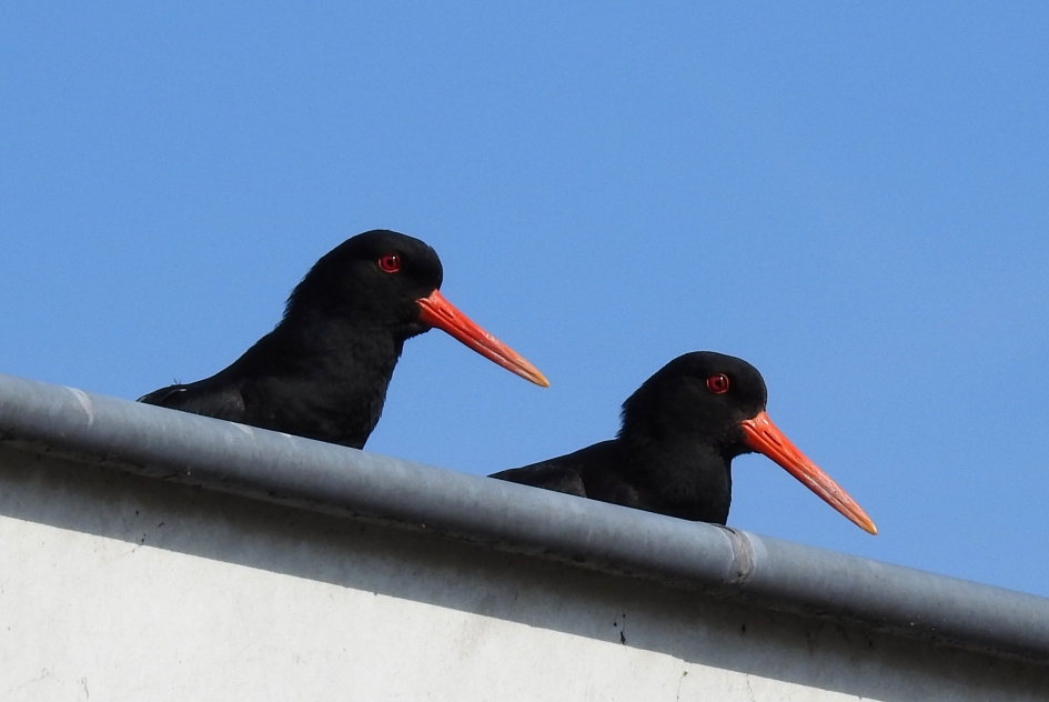 Bonte pieten op het dak - Vogels - Scholekster