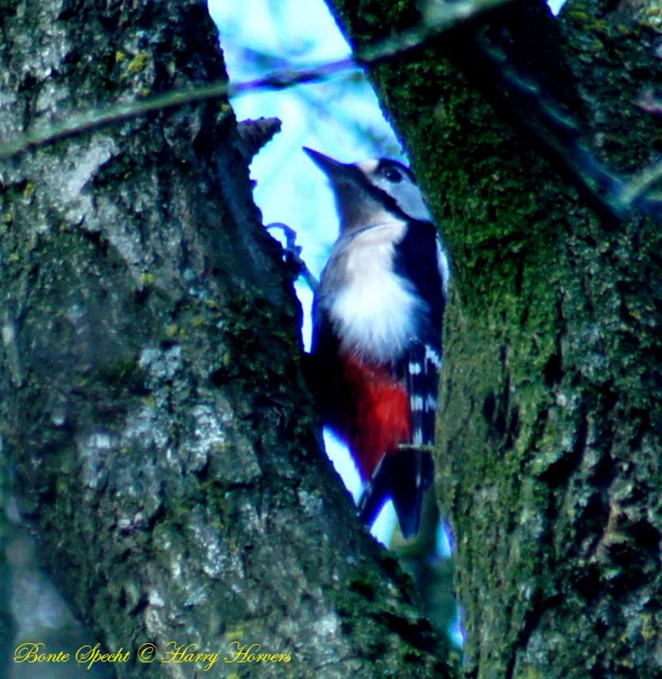 Bonte Specht - Vogels - Bonte Specht