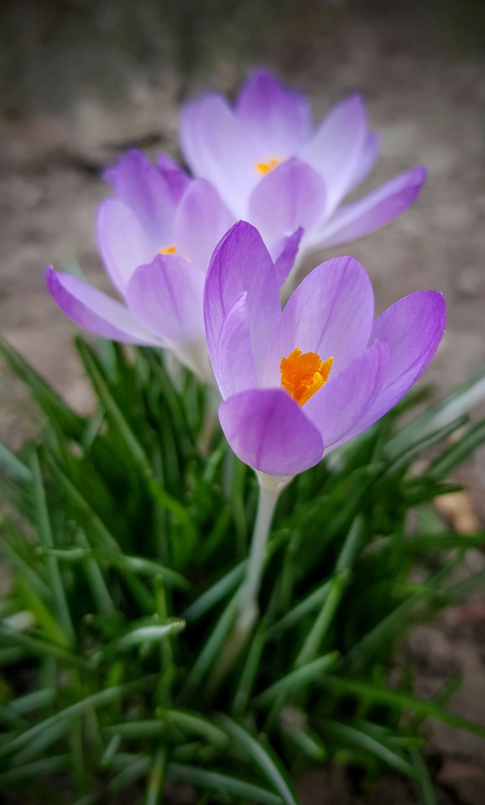 "Bosje" - Planten - Krokus